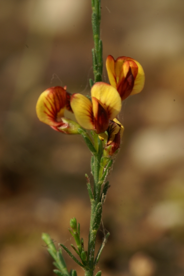 Eutaxia microphylla